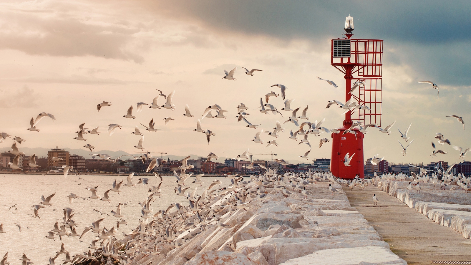 Seagulls for 1600 x 900 HDTV resolution