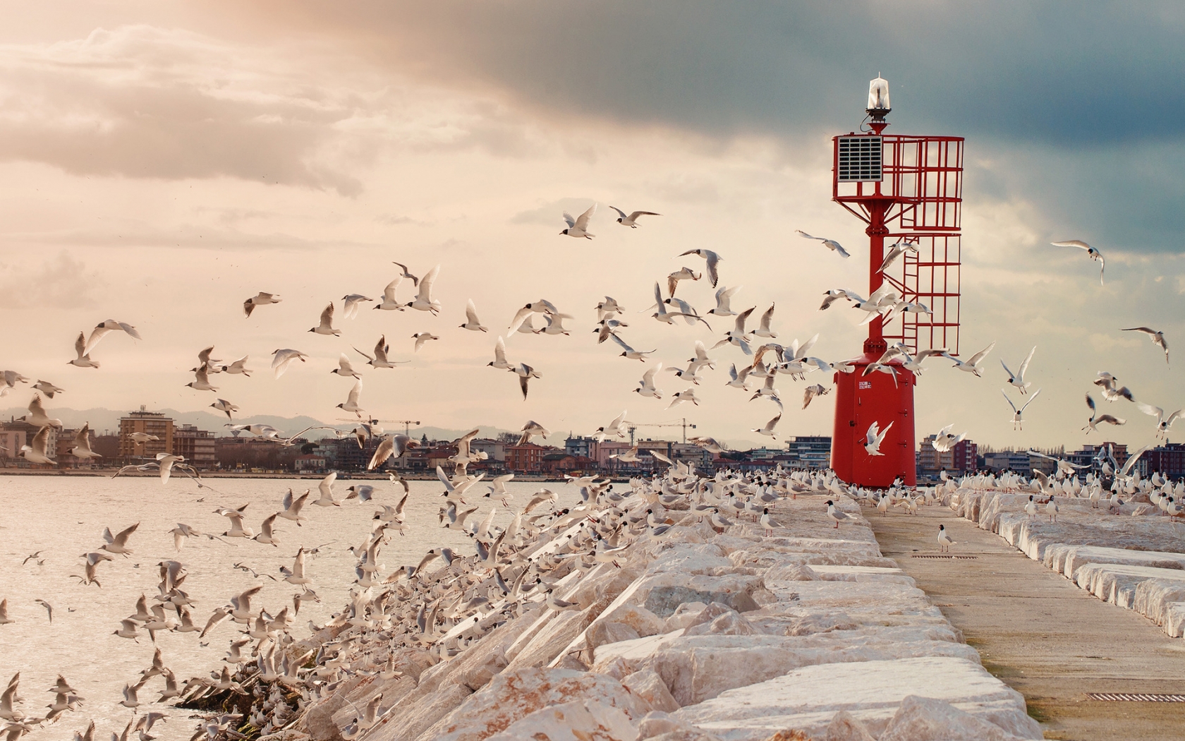 Seagulls for 1680 x 1050 widescreen resolution