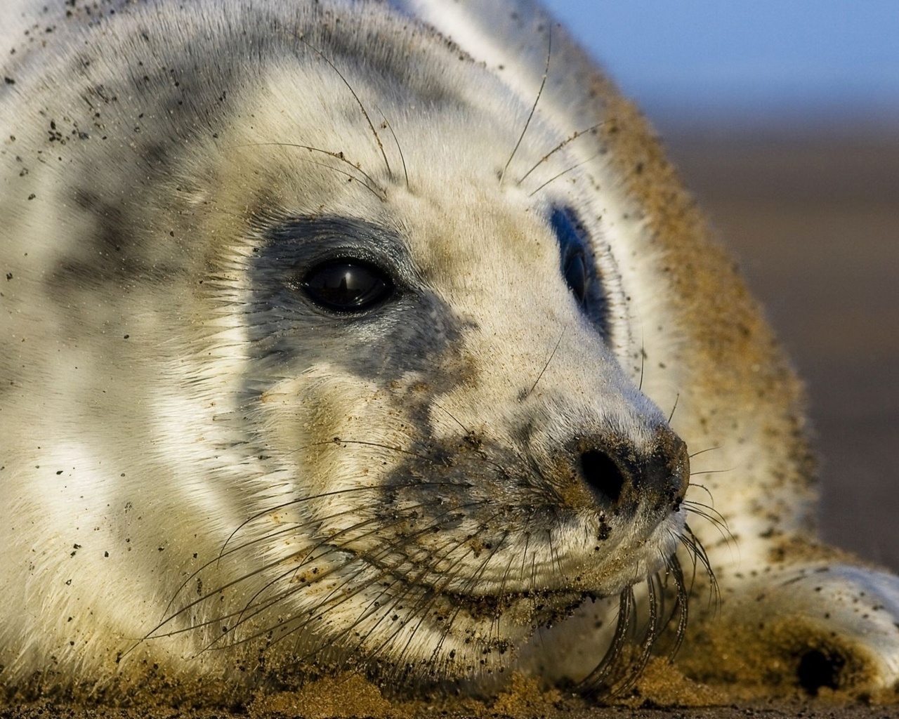 Seal cub for 1280 x 1024 resolution