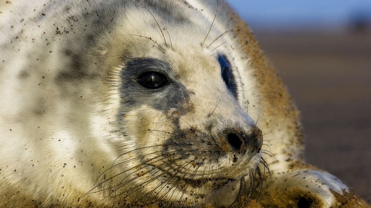 Seal cub for 1280 x 720 HDTV 720p resolution