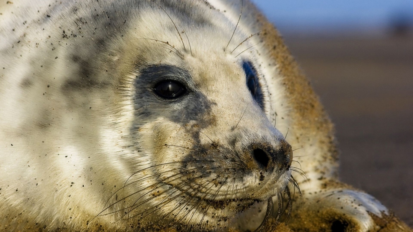 Seal cub for 1366 x 768 HDTV resolution