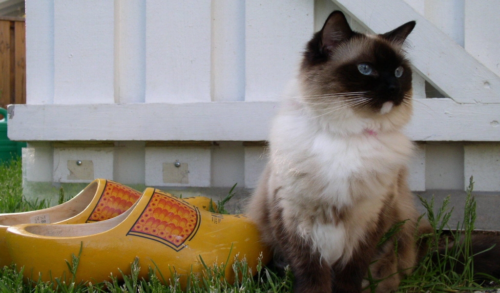Seal Mitted Ragdoll for 1024 x 600 widescreen resolution