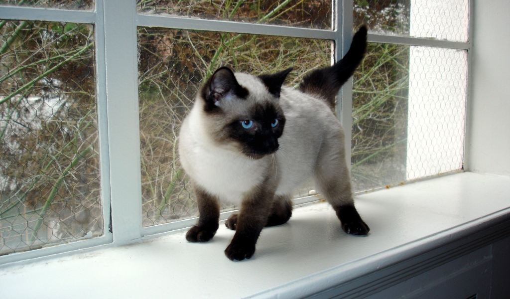 Seal Point Siamese Kitten for 1024 x 600 widescreen resolution