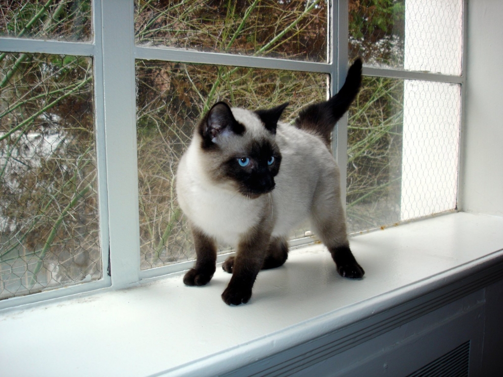 Seal Point Siamese Kitten for 1024 x 768 resolution