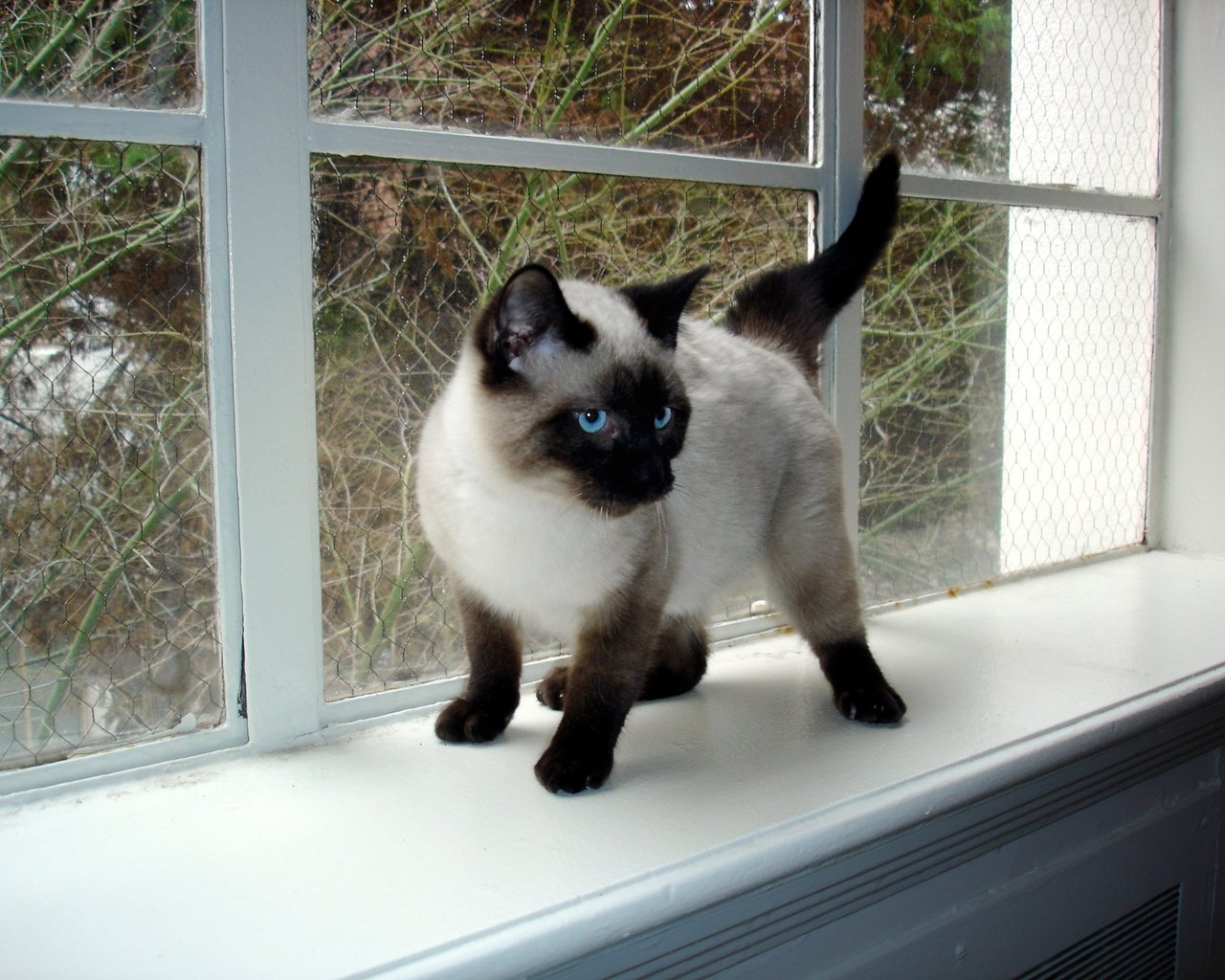 Seal Point Siamese Kitten for 1280 x 1024 resolution