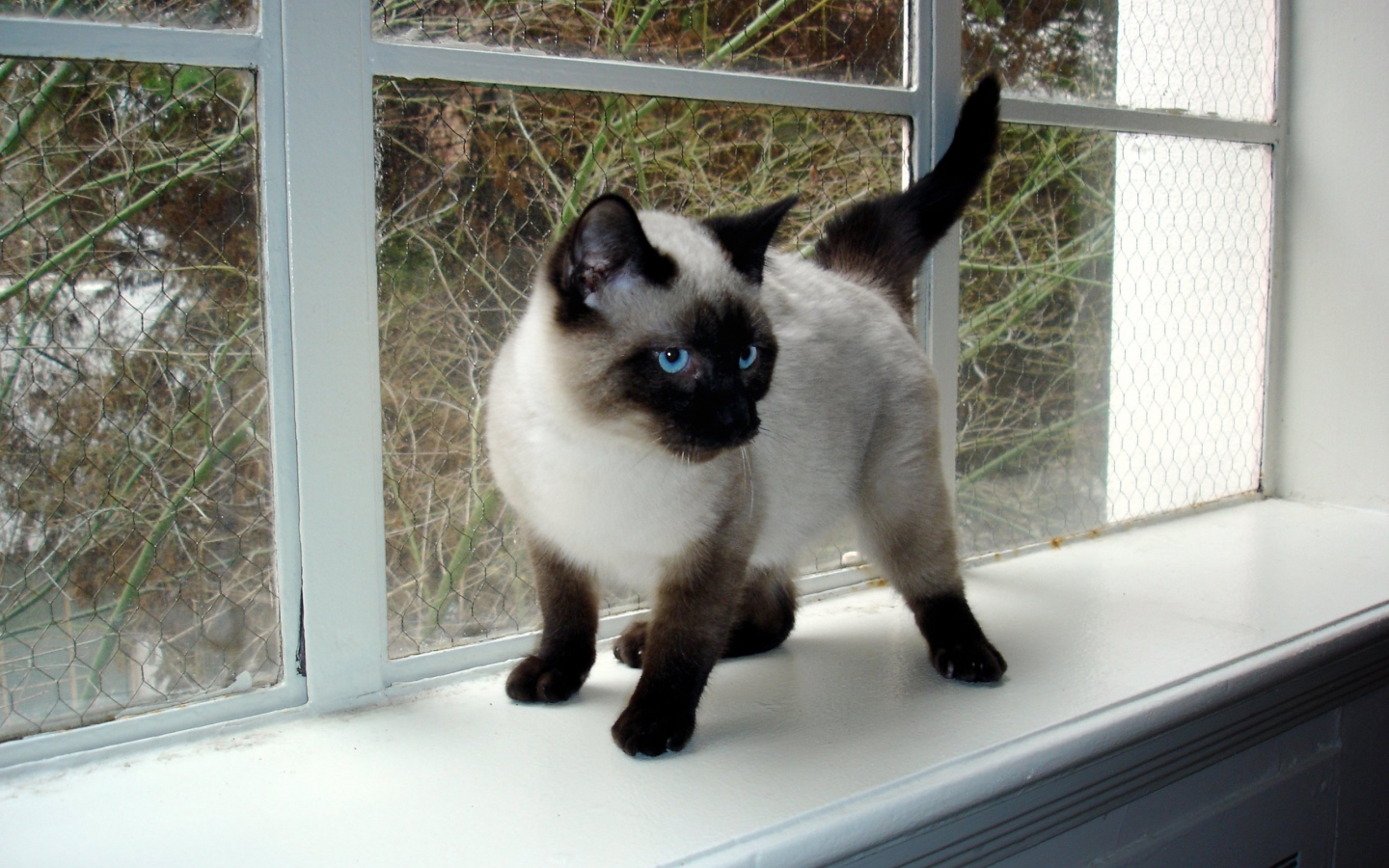 Seal Point Siamese Kitten for 1440 x 900 widescreen resolution
