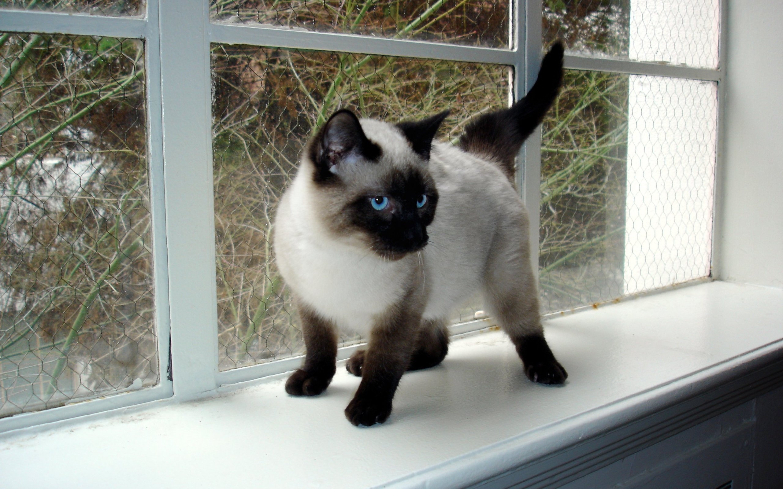 Seal Point Siamese Kitten for 2560 x 1600 widescreen resolution