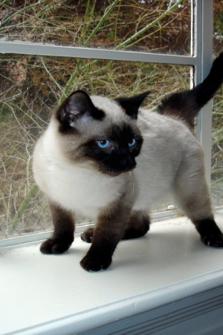 Seal Point Siamese Kitten for 320 x 480 iPhone resolution