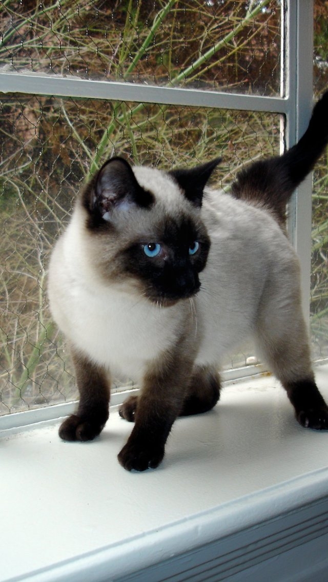 Seal Point Siamese Kitten for 640 x 1136 iPhone 5 resolution
