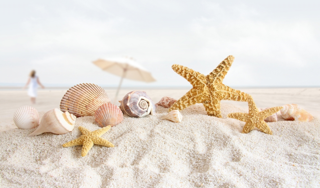 Seashells and Starfish for 1024 x 600 widescreen resolution