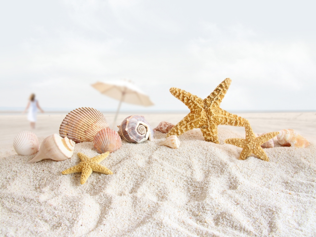 Seashells and Starfish for 1024 x 768 resolution