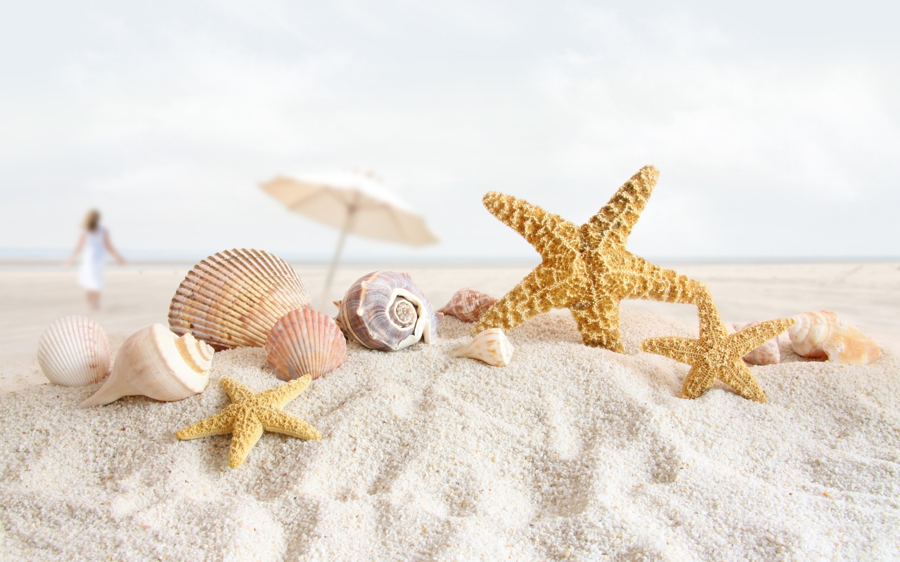 Seashells and Starfish for 1280 x 800 widescreen resolution