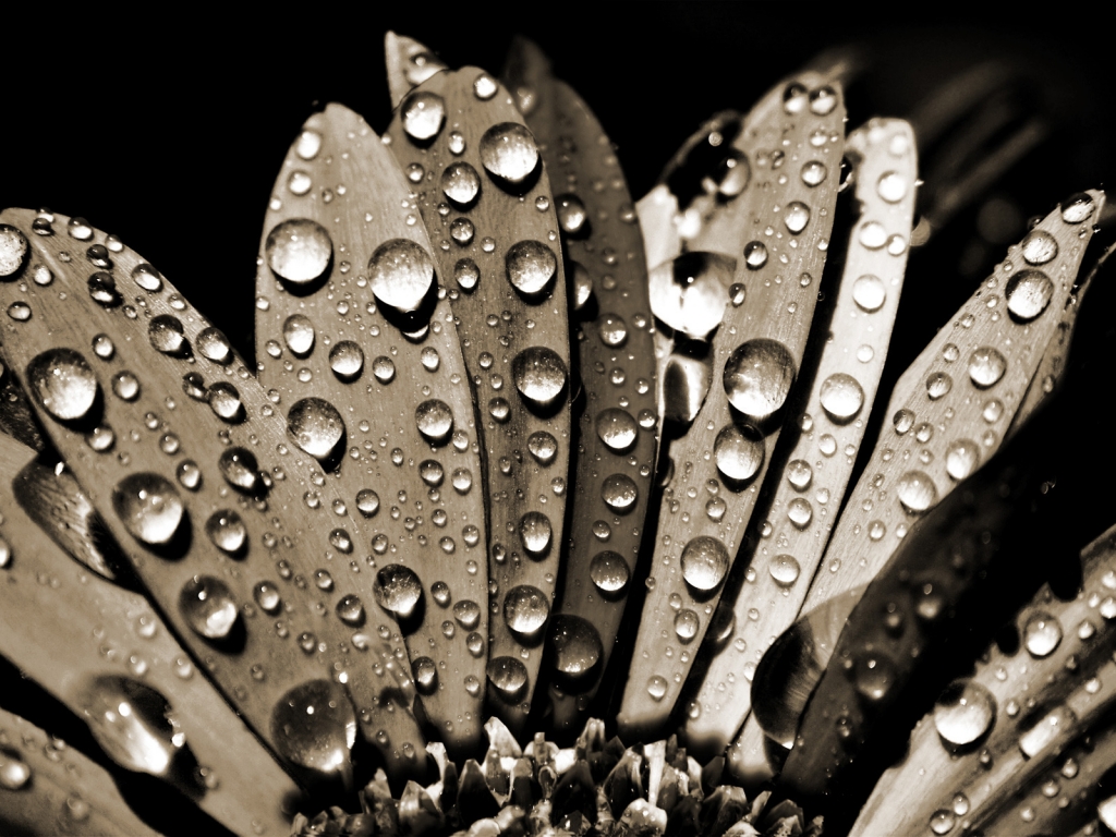 Sepia Water Drops for 1024 x 768 resolution