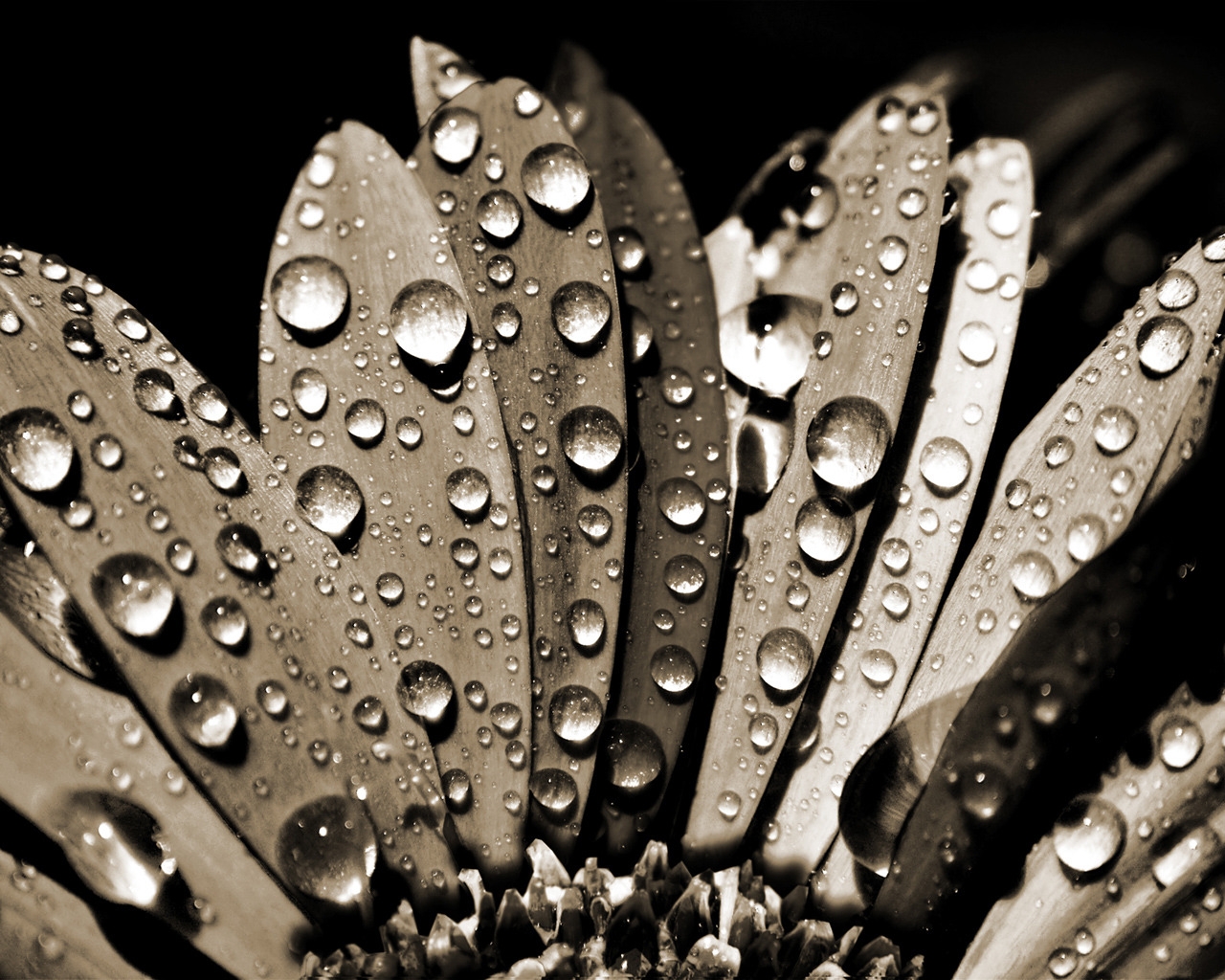 Sepia Water Drops for 1280 x 1024 resolution