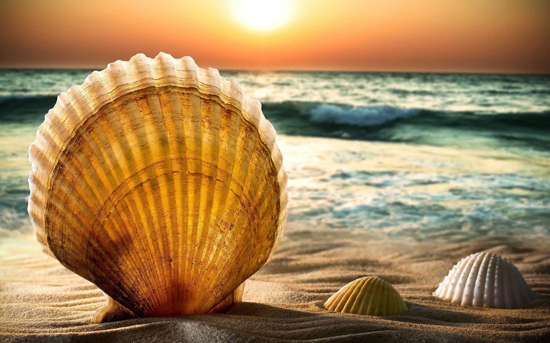 Shells and Sand for 1920 x 1200 widescreen resolution
