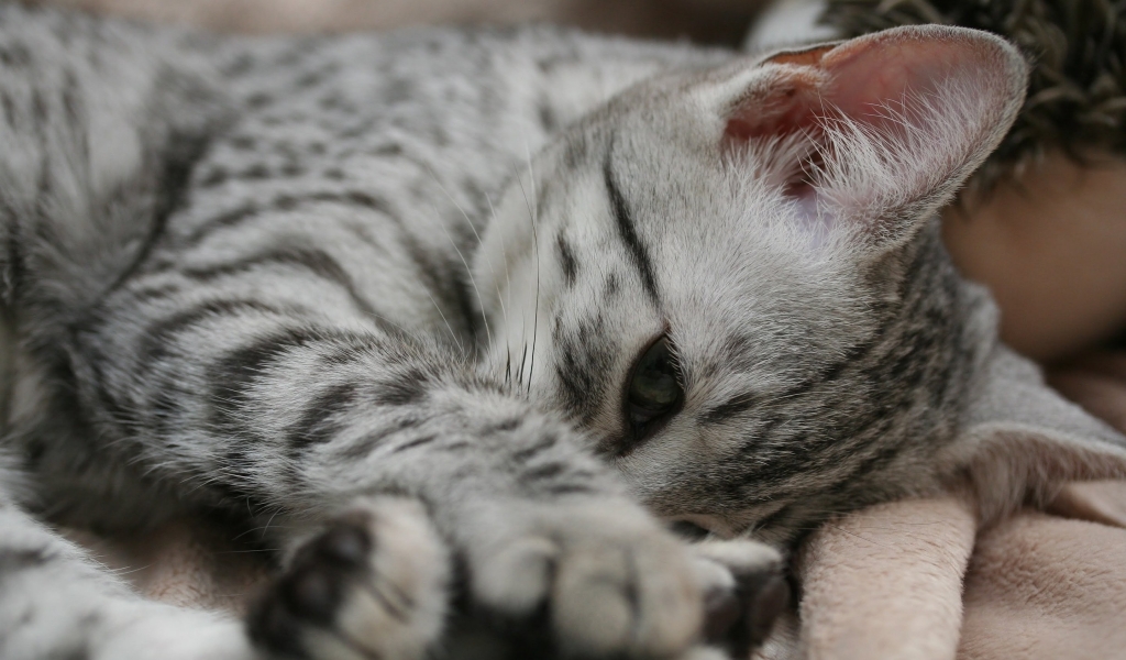 Shy Egyptian Mau Cat for 1024 x 600 widescreen resolution