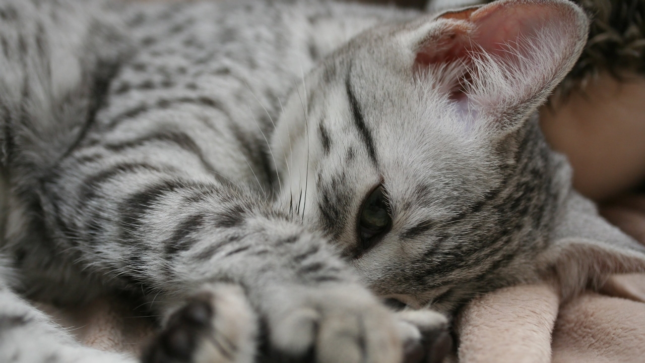 Shy Egyptian Mau Cat for 1280 x 720 HDTV 720p resolution