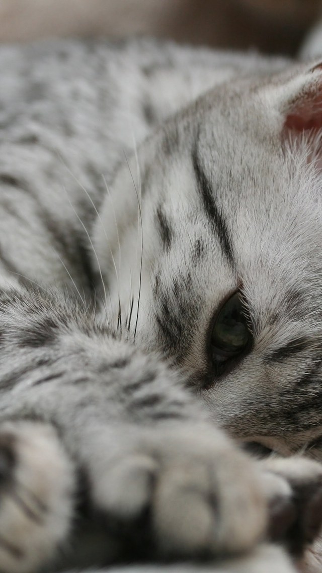 Shy Egyptian Mau Cat for 640 x 1136 iPhone 5 resolution