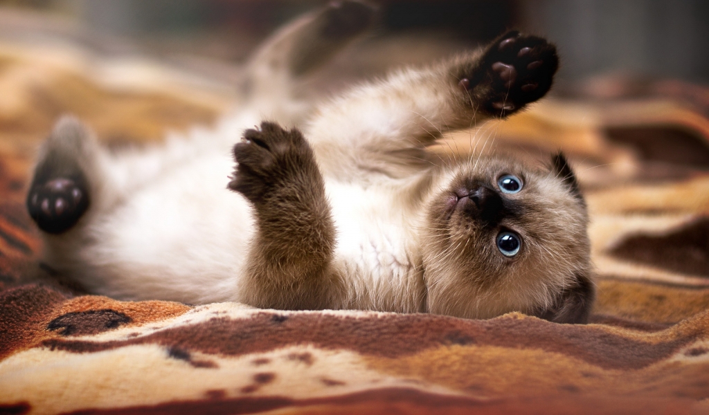 Siamese baby cat for 1024 x 600 widescreen resolution