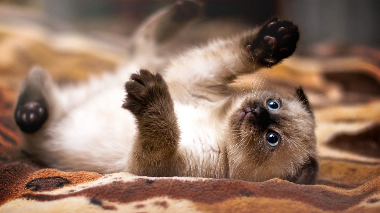 Siamese baby cat for 1280 x 720 HDTV 720p resolution