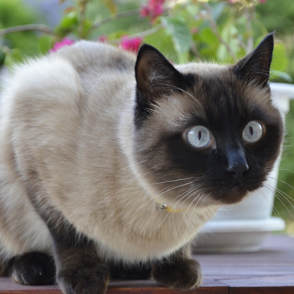 Siamese Cat for 1024 x 1024 iPad resolution