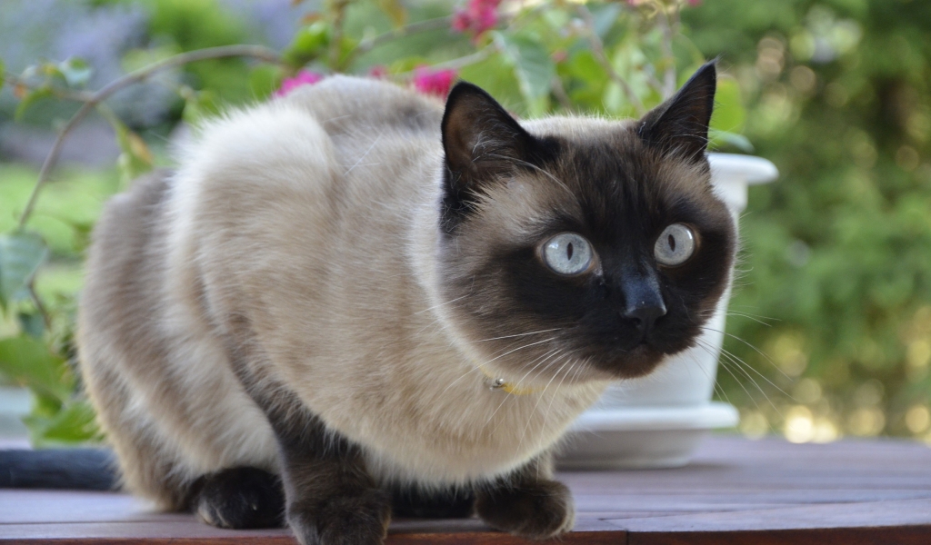 Siamese Cat for 1024 x 600 widescreen resolution
