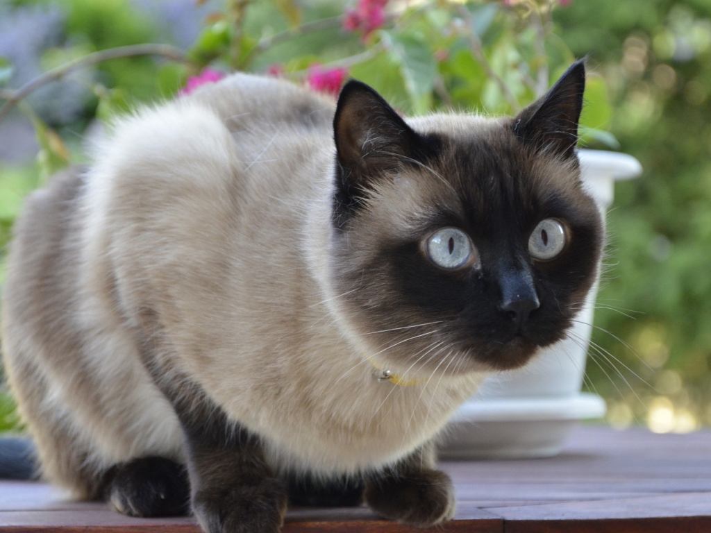 Siamese Cat for 1024 x 768 resolution