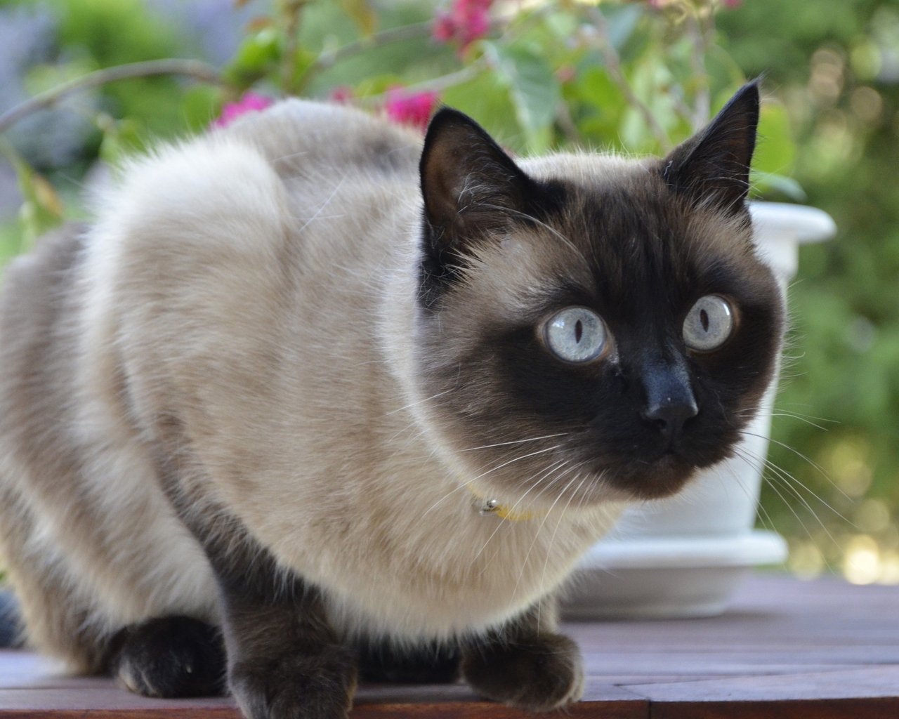 Siamese Cat for 1280 x 1024 resolution