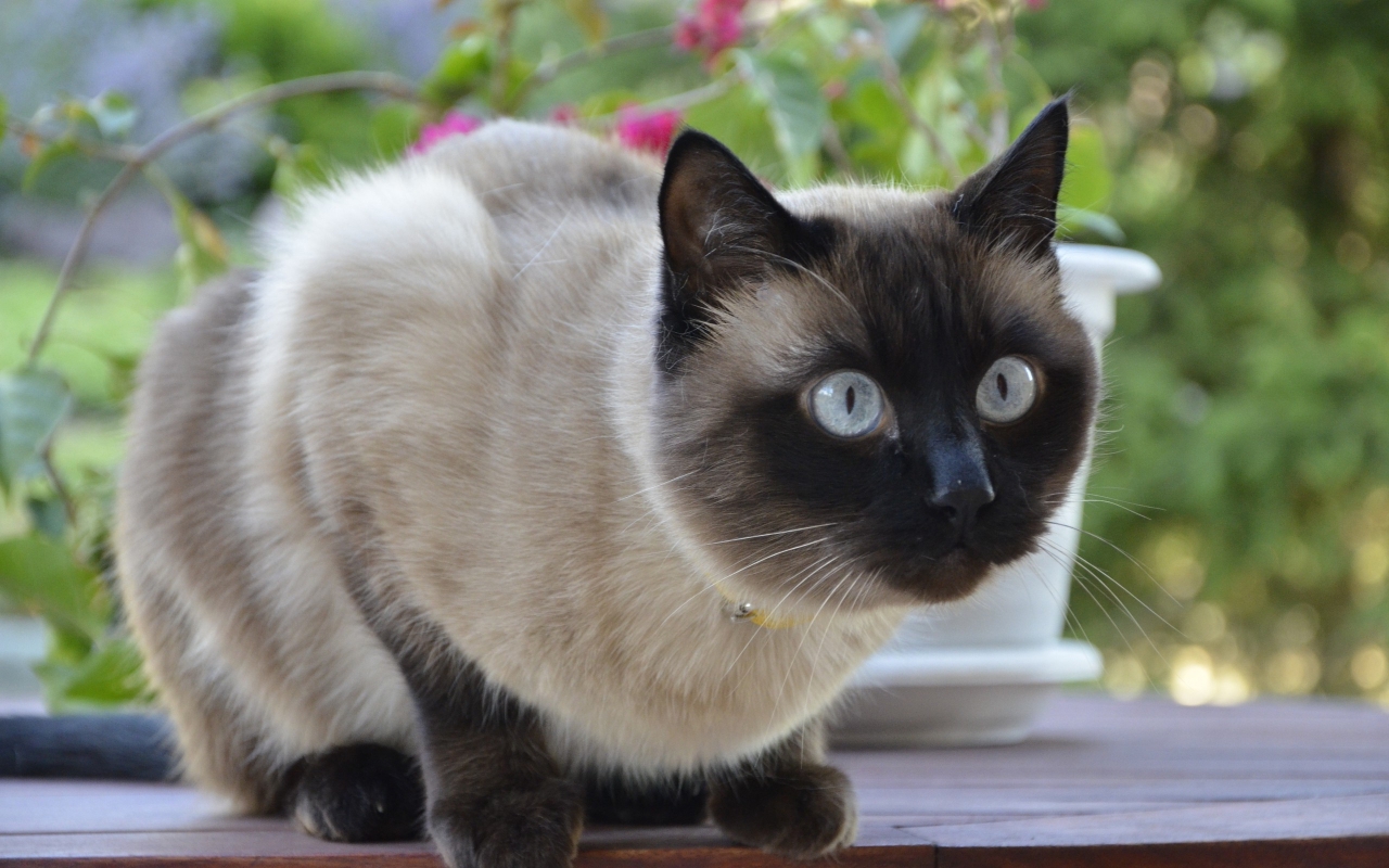 Siamese Cat for 1280 x 800 widescreen resolution