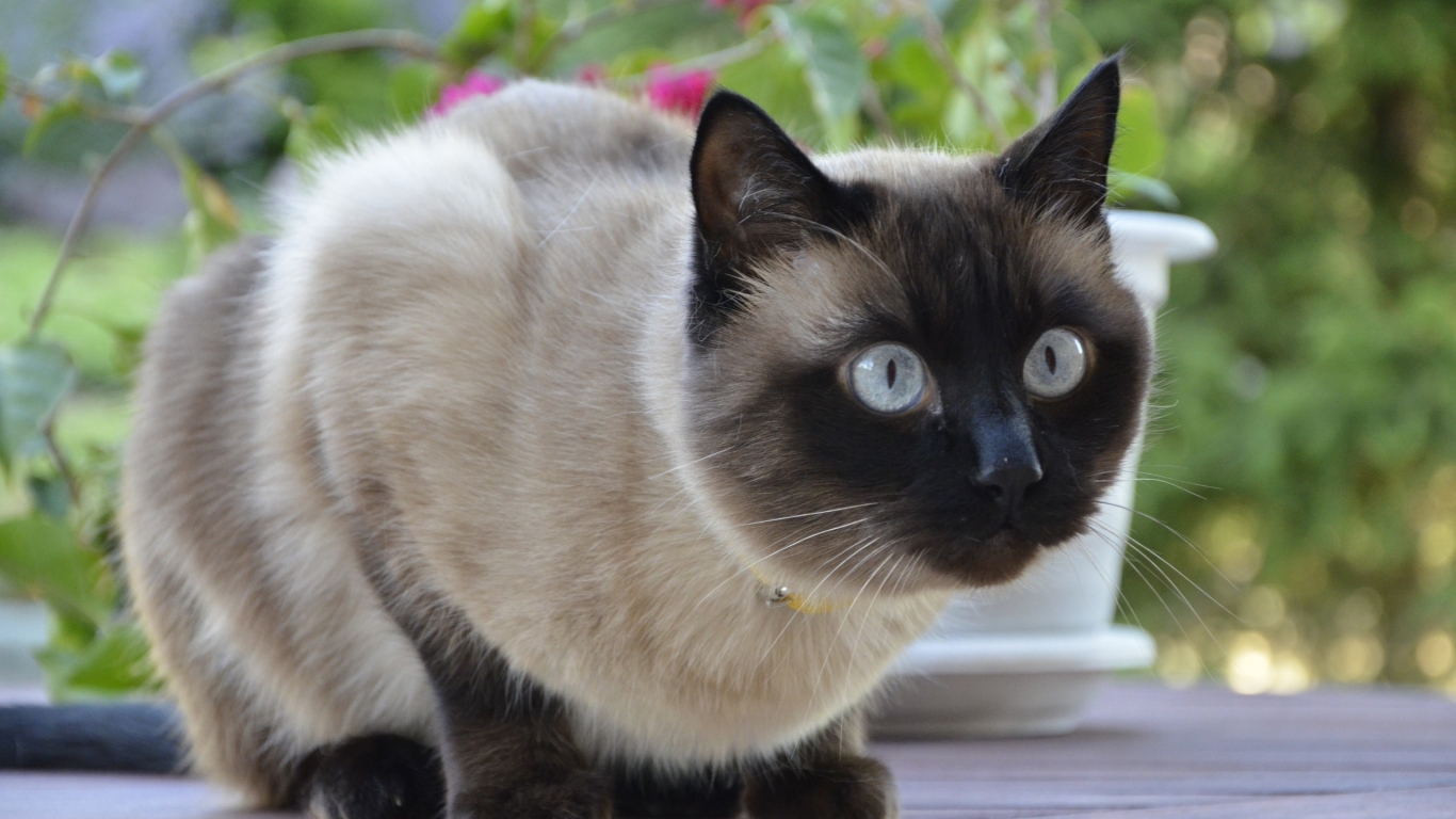 Siamese Cat for 1366 x 768 HDTV resolution