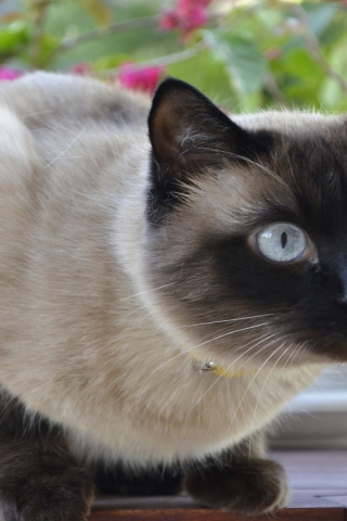 Siamese Cat for 320 x 480 iPhone resolution