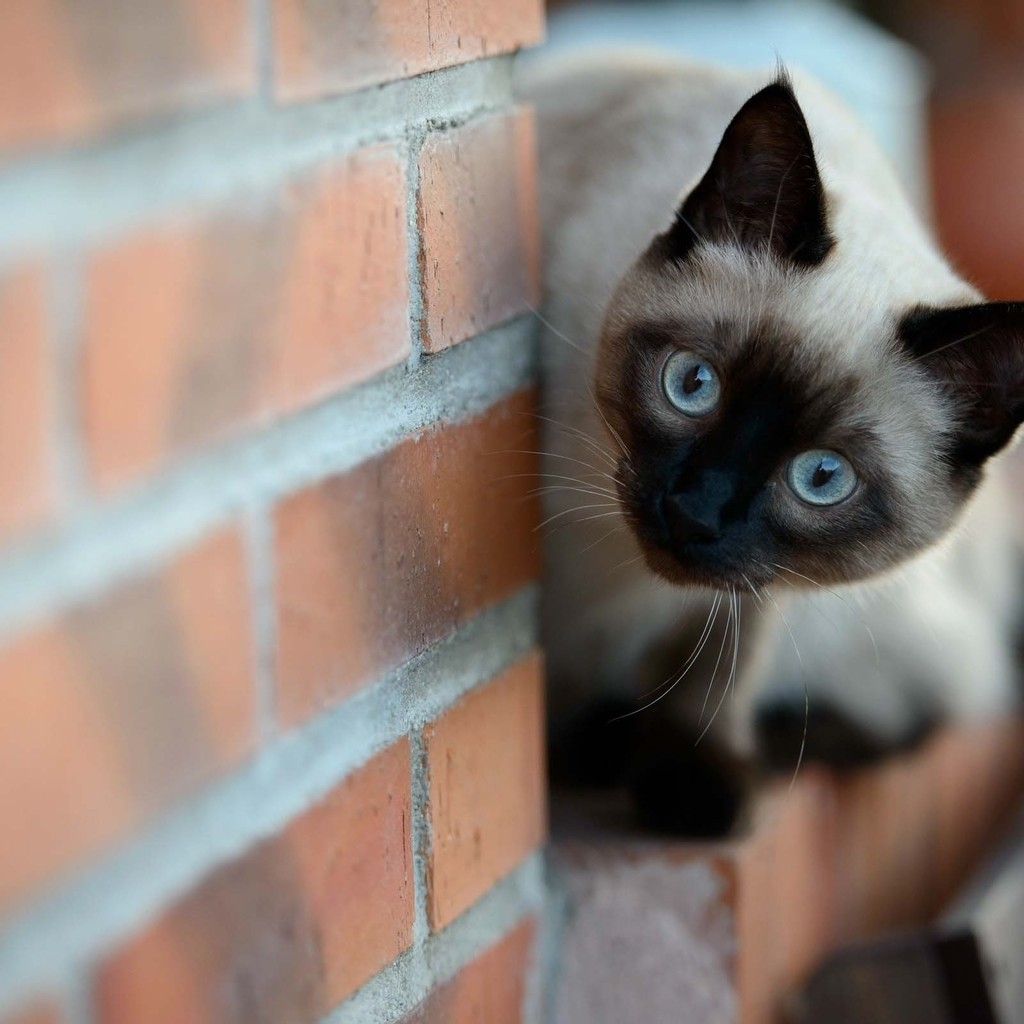 Siamese Cat on Brick Wall for 1024 x 1024 iPad resolution