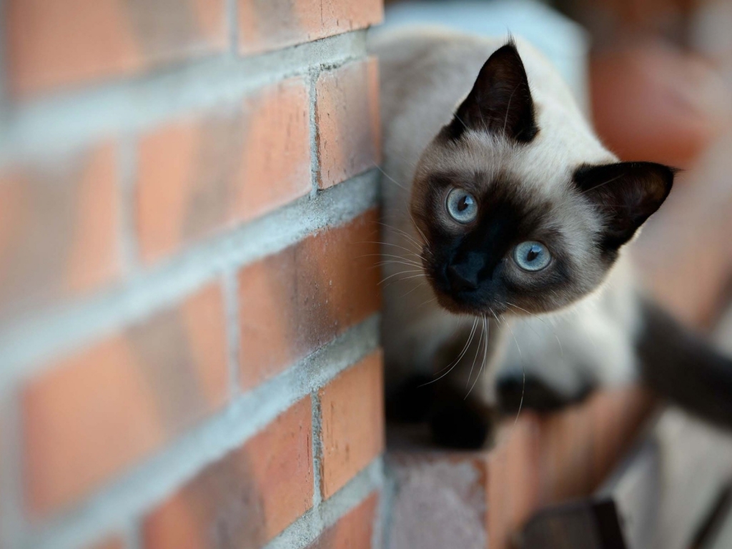 Siamese Cat on Brick Wall for 1024 x 768 resolution