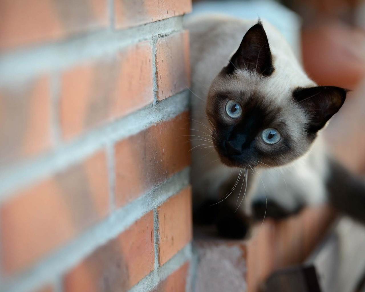 Siamese Cat on Brick Wall for 1280 x 1024 resolution