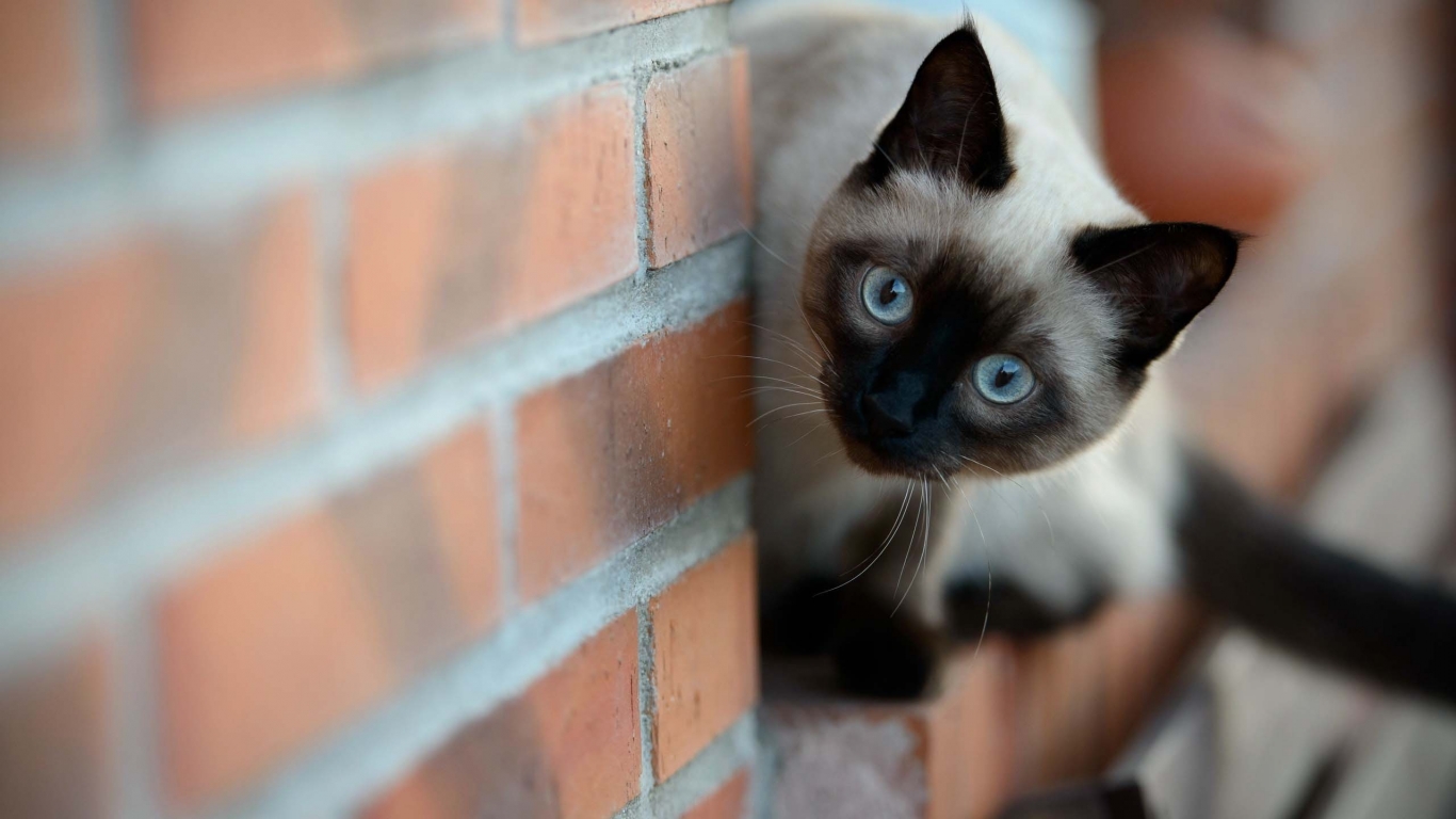 Siamese Cat on Brick Wall for 1366 x 768 HDTV resolution