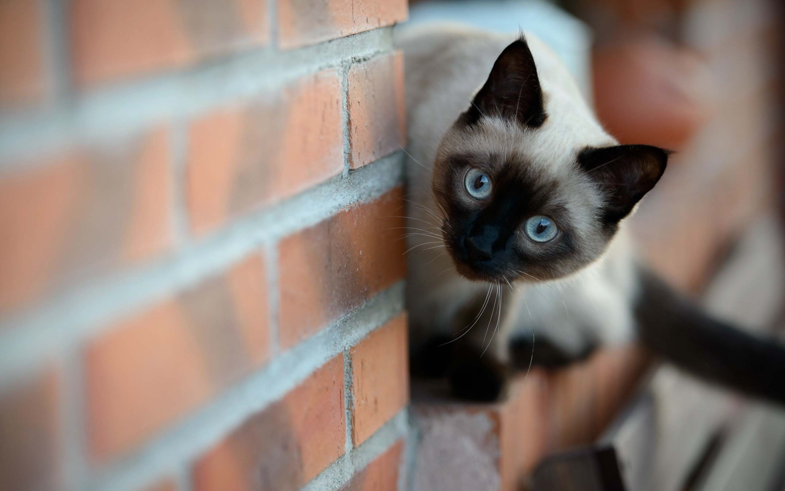 Siamese Cat on Brick Wall for 2560 x 1600 widescreen resolution