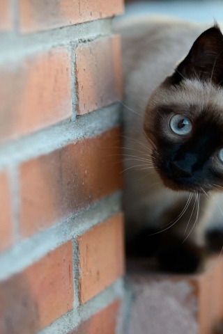 Siamese Cat on Brick Wall for 320 x 480 iPhone resolution