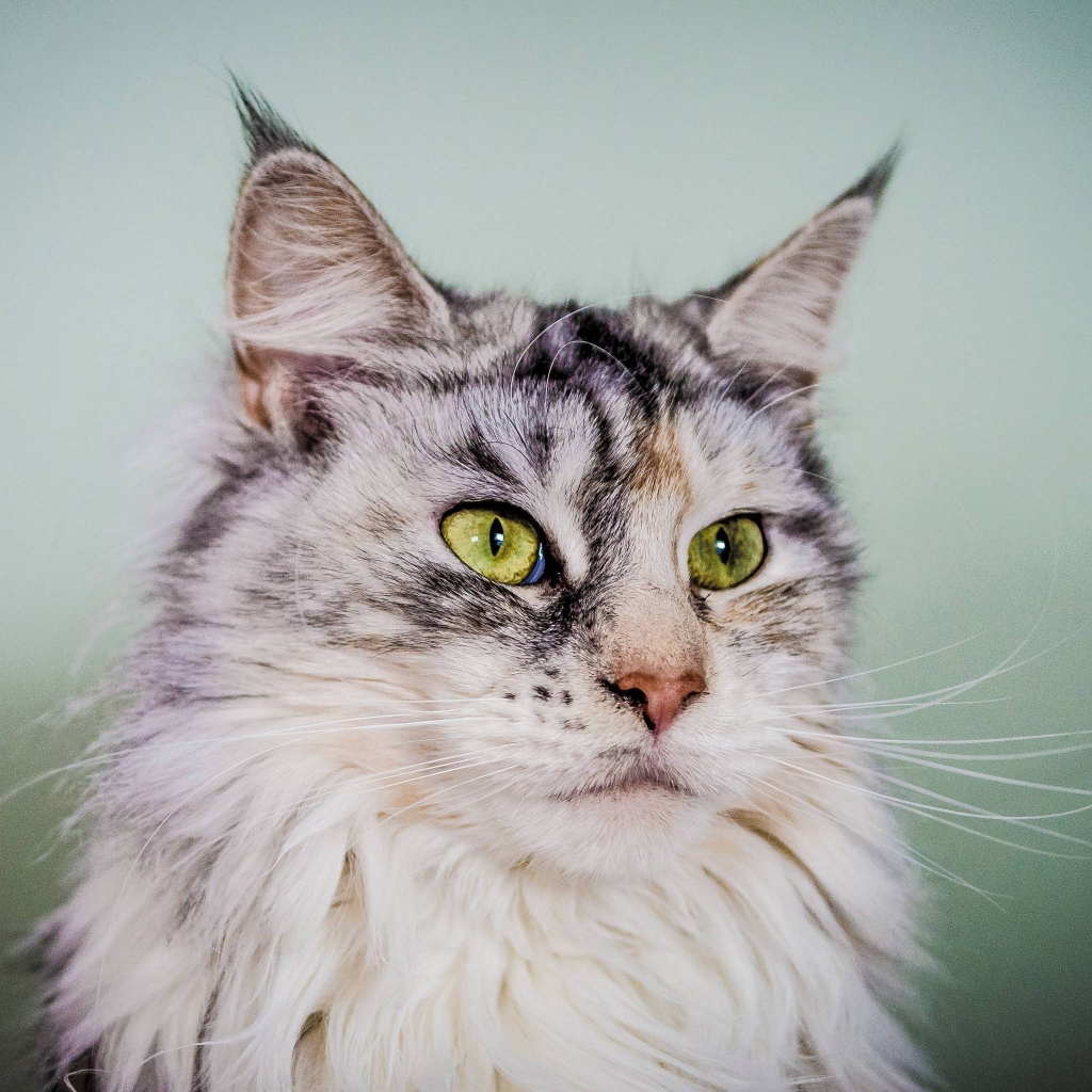 Silver Maine Coon Cat with Green Eyes for 1024 x 1024 iPad resolution