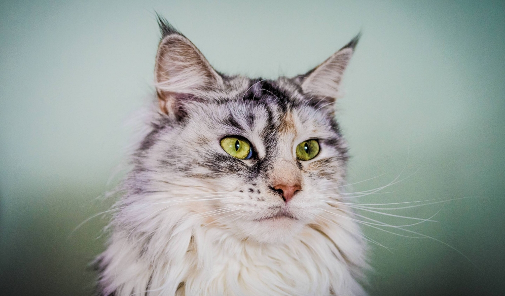 Silver Maine Coon Cat with Green Eyes for 1024 x 600 widescreen resolution