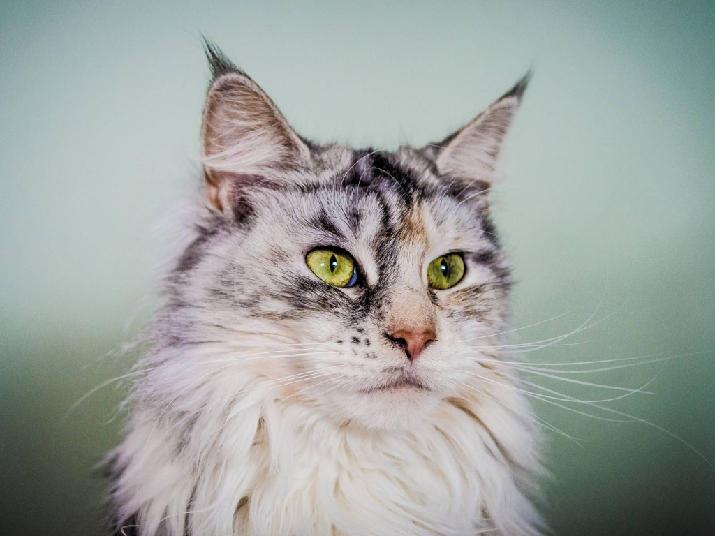 Silver Maine Coon Cat with Green Eyes for 1024 x 768 resolution