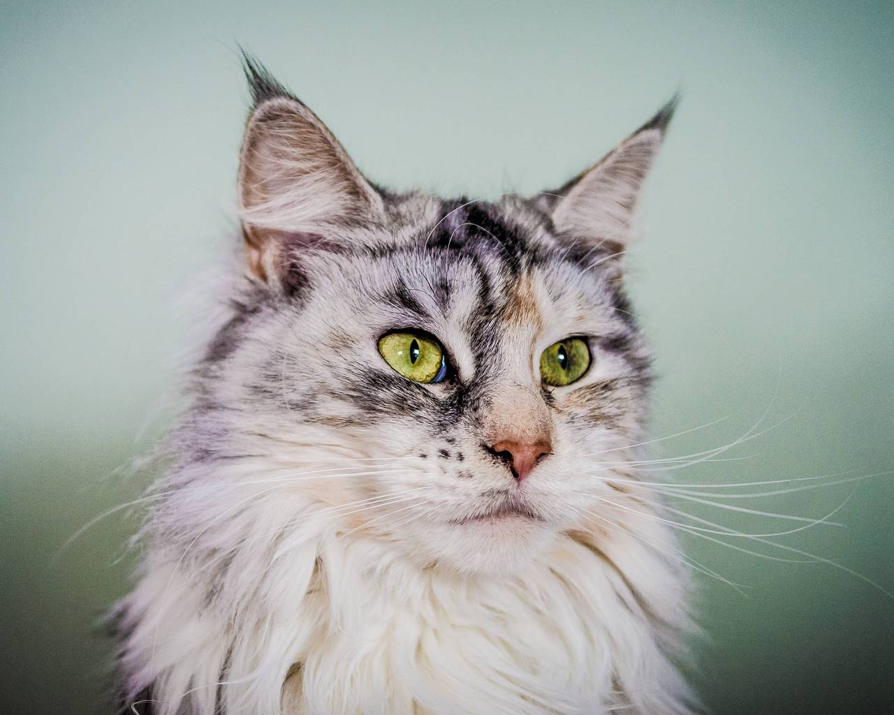 Silver Maine Coon Cat with Green Eyes for 1280 x 1024 resolution