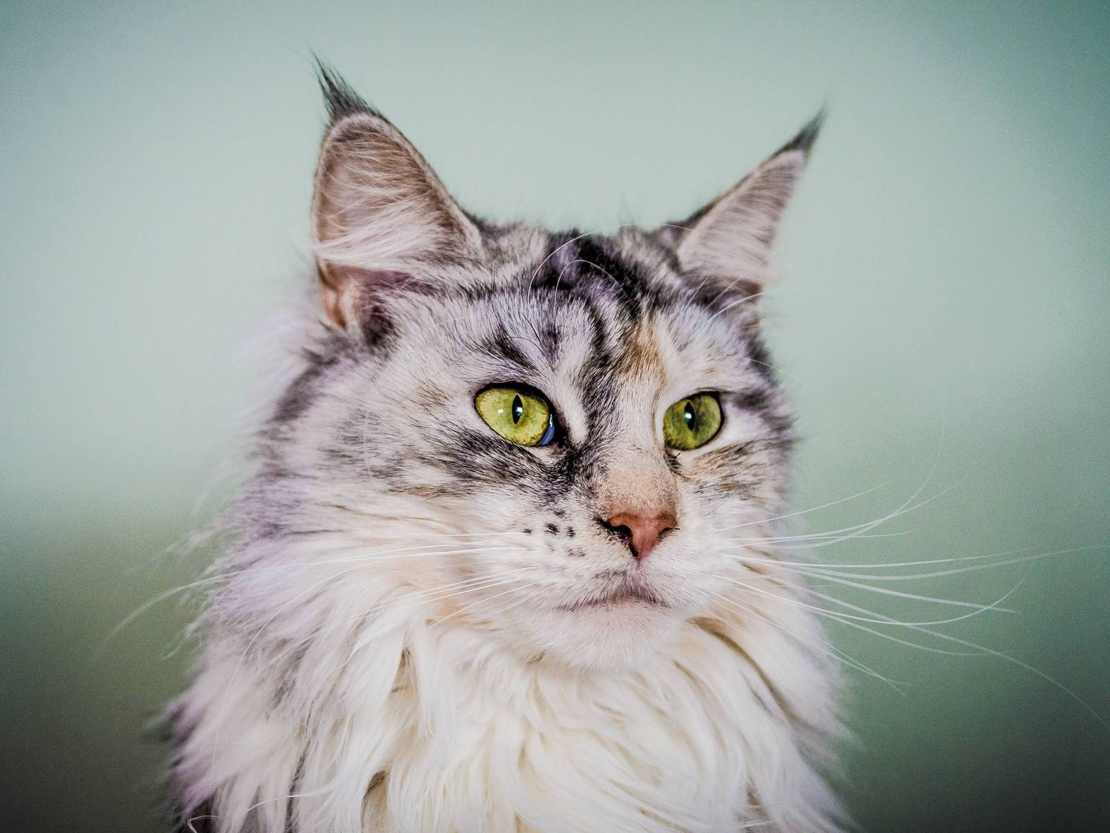Silver Maine Coon Cat with Green Eyes for 1600 x 1200 resolution