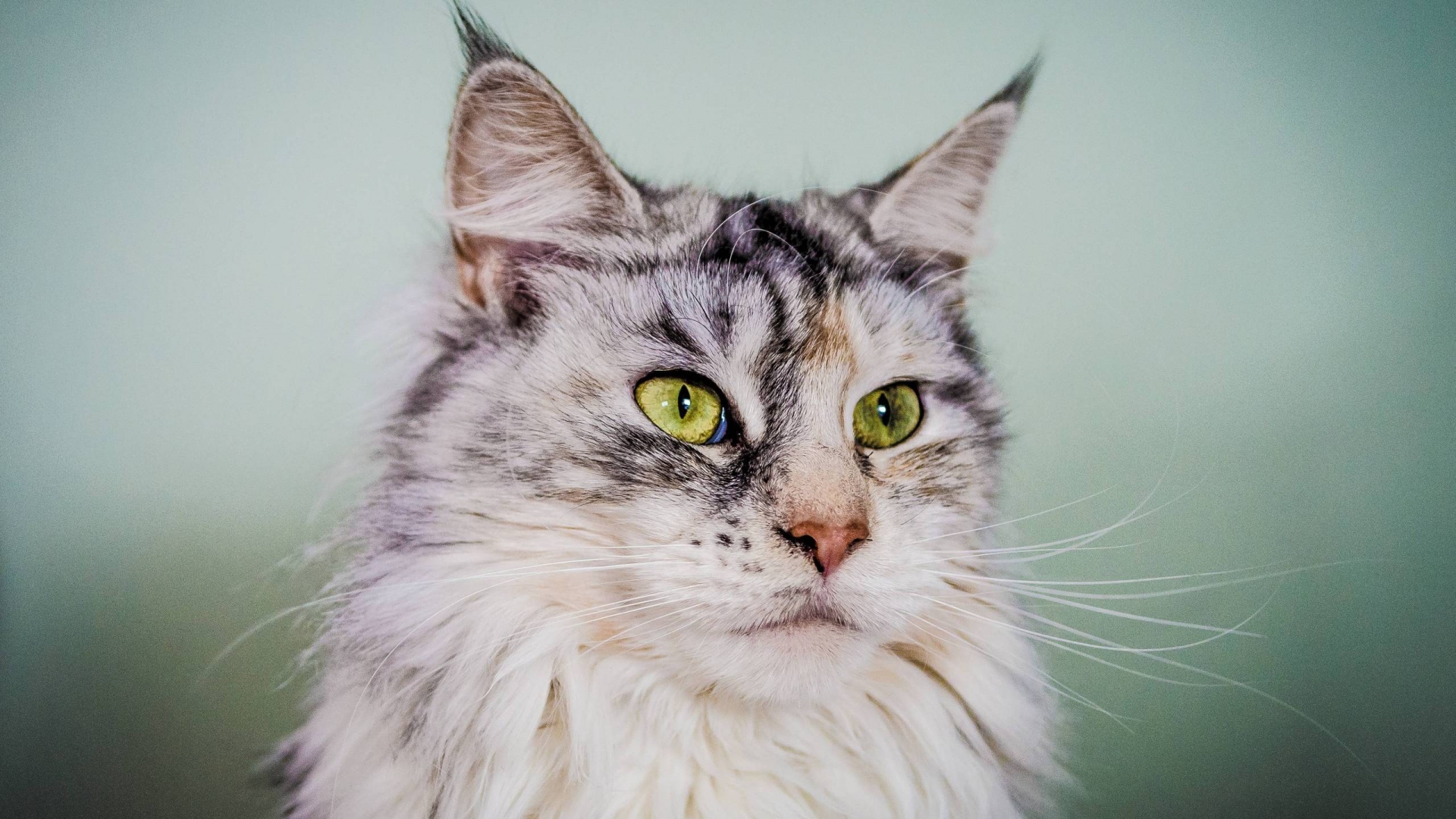 Silver Maine Coon Cat with Green Eyes for 1920 x 1080 HDTV 1080p resolution