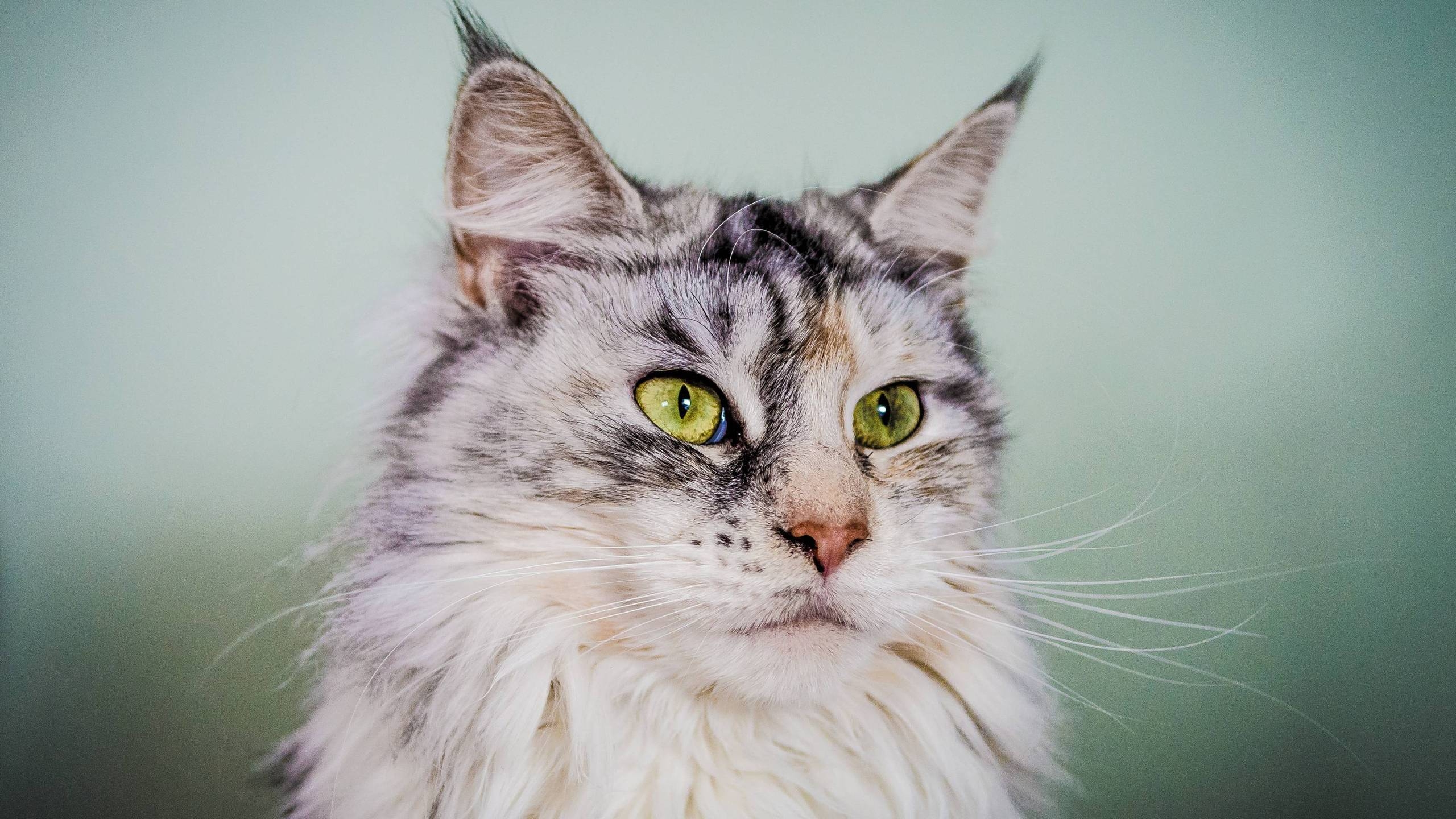 Silver Maine Coon Cat with Green Eyes for 2560x1440 HDTV resolution