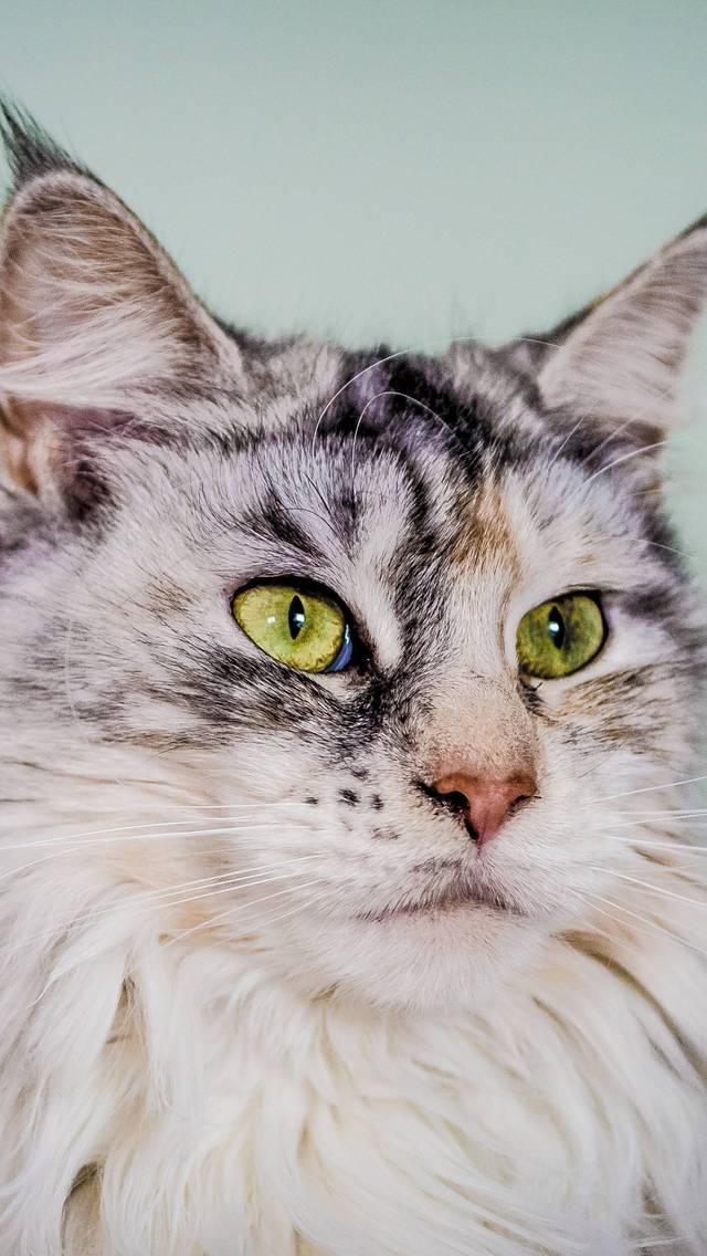 Silver Maine Coon Cat with Green Eyes for 640 x 1136 iPhone 5 resolution
