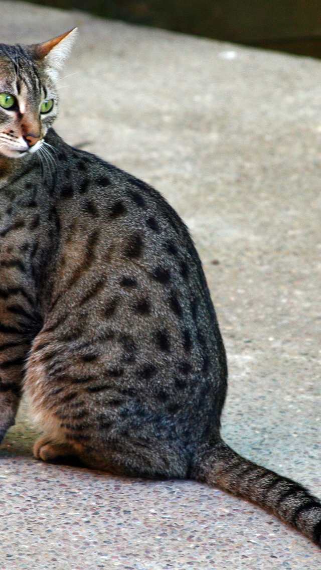 Silver Savannah Cat for 640 x 1136 iPhone 5 resolution