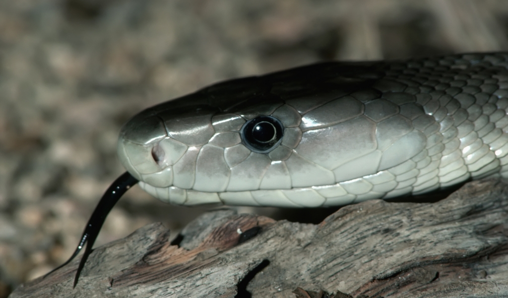 Silver Snake for 1024 x 600 widescreen resolution