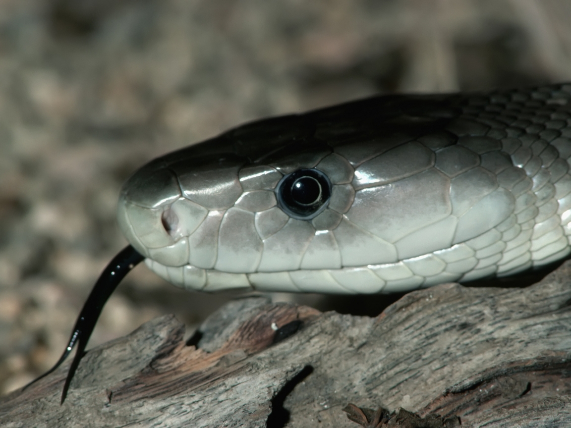 Silver Snake for 1152 x 864 resolution