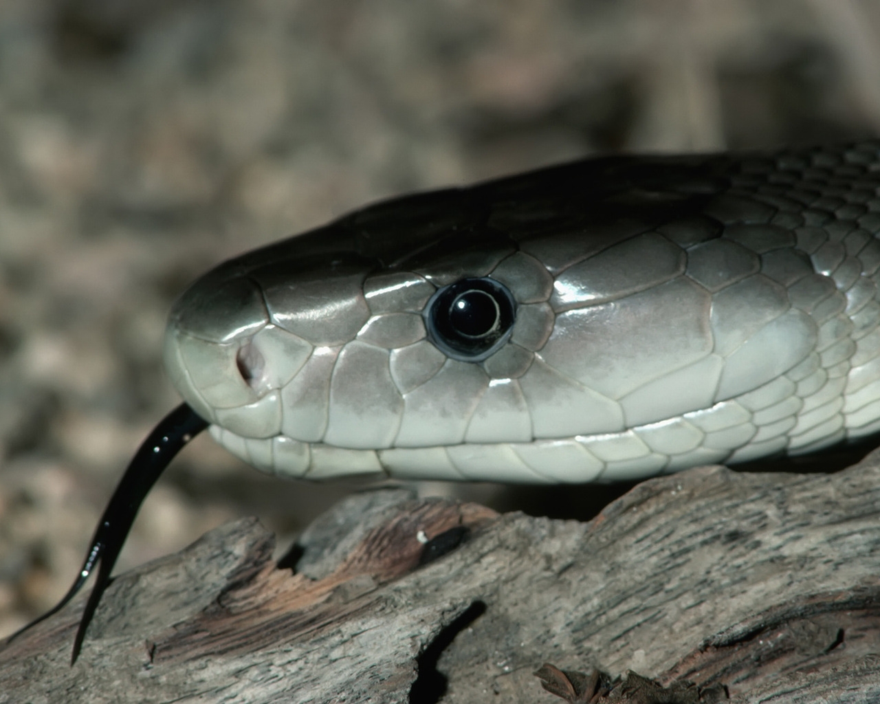 Silver Snake for 1280 x 1024 resolution