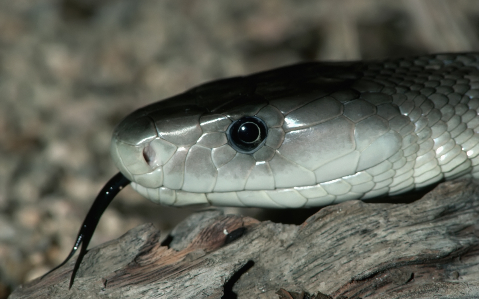 Silver Snake for 1680 x 1050 widescreen resolution